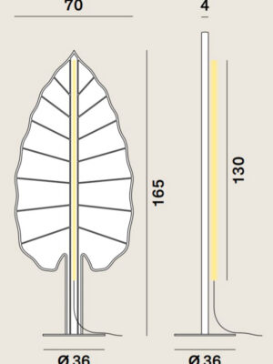 Eden_F3_Alocasia_Drawing