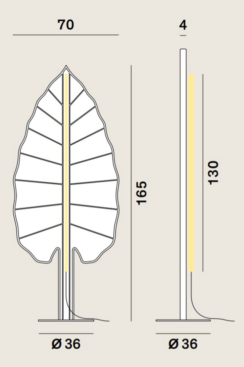 Eden_F3_Alocasia_Drawing